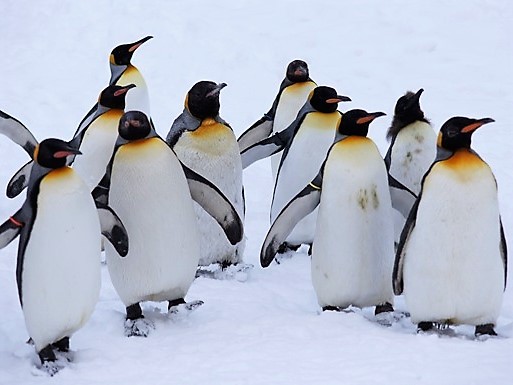 組織論 ファーストペンギン ステンレス配管のベンカン